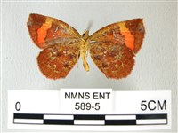 帶錨紋蛾藏品圖，第2張