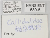 帶錨紋蛾藏品圖，第3張