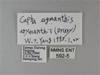 黃襟蛺蝶藏品圖，第3張