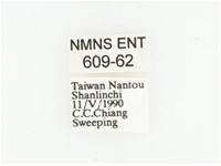 黑虎斑花金龜藏品圖，第2張