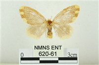 黑翅黃毒蛾藏品圖，第1張