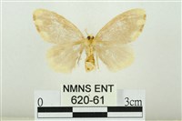 黑翅黃毒蛾藏品圖，第2張