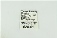 黑翅黃毒蛾藏品圖，第3張