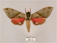 榆綠天蛾藏品圖，第1張