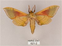 榆綠天蛾藏品圖，第2張