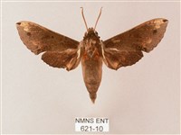 蒙古白肩天蛾藏品圖，第1張