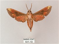 蒙古白肩天蛾藏品圖，第2張