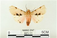 棍棒污燈蛾藏品圖，第1張