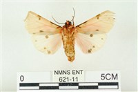 棍棒污燈蛾藏品圖，第2張