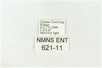 棍棒污燈蛾藏品圖，第3張