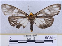 巨網燈蛾藏品圖，第1張