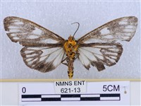 巨網燈蛾藏品圖，第2張