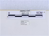 巨網燈蛾藏品圖，第3張