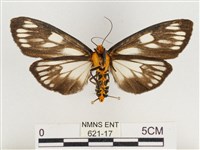 巨網燈蛾藏品圖，第2張