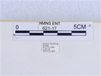 巨網燈蛾藏品圖，第3張