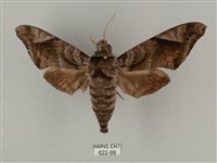 全緣缺角天蛾藏品圖，第1張