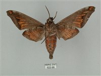 全緣缺角天蛾藏品圖，第2張