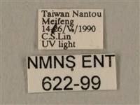 全緣缺角天蛾藏品圖，第3張