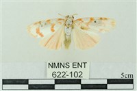 臺雪苔蛾藏品圖，第1張