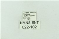 臺雪苔蛾藏品圖，第3張