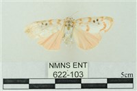 臺雪苔蛾藏品圖，第1張