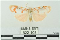 臺雪苔蛾藏品圖，第1張