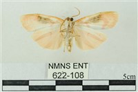 臺雪苔蛾藏品圖，第2張