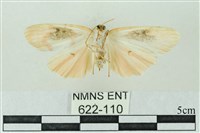 臺雪苔蛾藏品圖，第2張