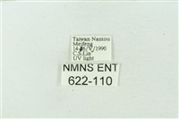 臺雪苔蛾藏品圖，第3張