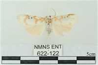 臺雪苔蛾藏品圖，第1張