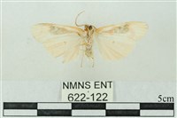 臺雪苔蛾藏品圖，第2張