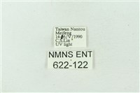 臺雪苔蛾藏品圖，第3張