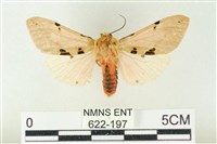 棍棒污燈蛾藏品圖，第1張