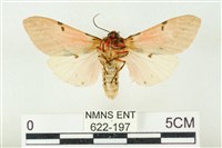 棍棒污燈蛾藏品圖，第2張