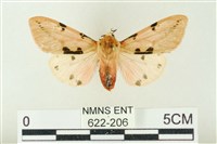 棍棒污燈蛾藏品圖，第1張