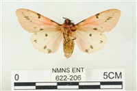 棍棒污燈蛾藏品圖，第2張