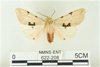 棍棒污燈蛾藏品圖，第1張