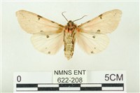 棍棒污燈蛾藏品圖，第2張