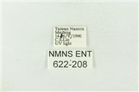 棍棒污燈蛾藏品圖，第3張