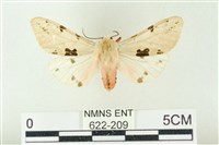 棍棒污燈蛾藏品圖，第1張