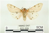 棍棒污燈蛾藏品圖，第2張