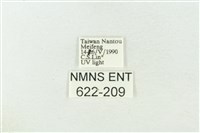 棍棒污燈蛾藏品圖，第3張