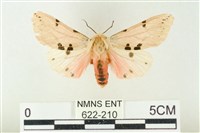 棍棒污燈蛾藏品圖，第1張