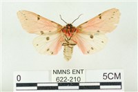 棍棒污燈蛾藏品圖，第2張