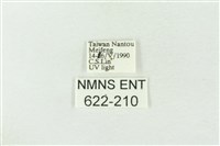 棍棒污燈蛾藏品圖，第3張