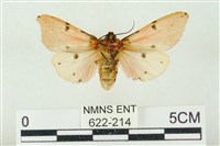 棍棒污燈蛾藏品圖，第2張