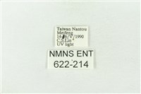 棍棒污燈蛾藏品圖，第3張