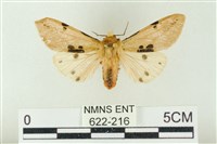 棍棒污燈蛾藏品圖，第1張