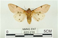 棍棒污燈蛾藏品圖，第2張