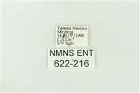 棍棒污燈蛾藏品圖，第3張